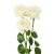 róża biała 7 szt 40-50 cm + 70.00zł