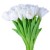 tulipany białe 9 szt + 51.00zł